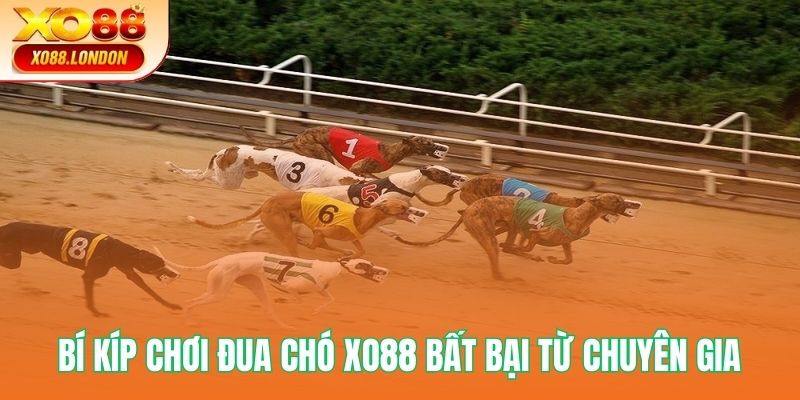 Bí kíp chơi đua chó XO88 bất bại từ chuyên gia