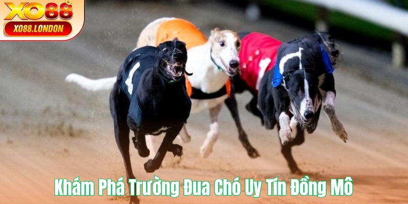 Khám phá Trường đua chó uy tín Đồng Mô
